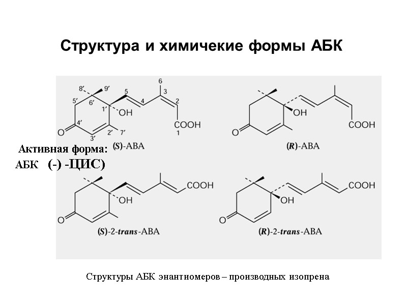 Структура и химичекие формы АБК Структуры АБК энантиомеров – производных изопрена  Активная форма: